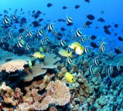 TAUCHREISEN - Die h�ufigsten Fragen zu Tauchreisen in Australien